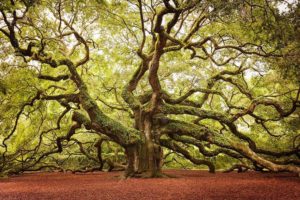 Arbre sinueux